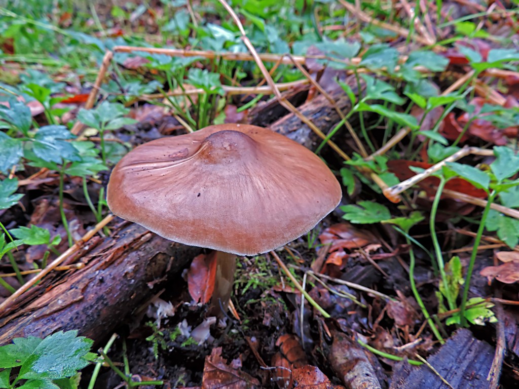 Gewone hertenzwam [11598] 19-okt-2014 (Bentheimerwald, Bad Bentheim).jpg - Gewone Hertenzwam [Pluteus cervinus]